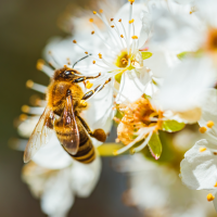 Santé et vie avec les abeilles et leurs belles forces de guérison