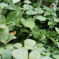 Les plantes sauvages au secours de nos douleurs et de notre santé