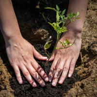 Jardiner sur sol vivant