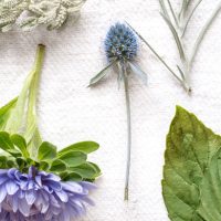 Les bons conseils du Père Jean : Les plantes sauvages au secours de nos douleurs et de notre santé.